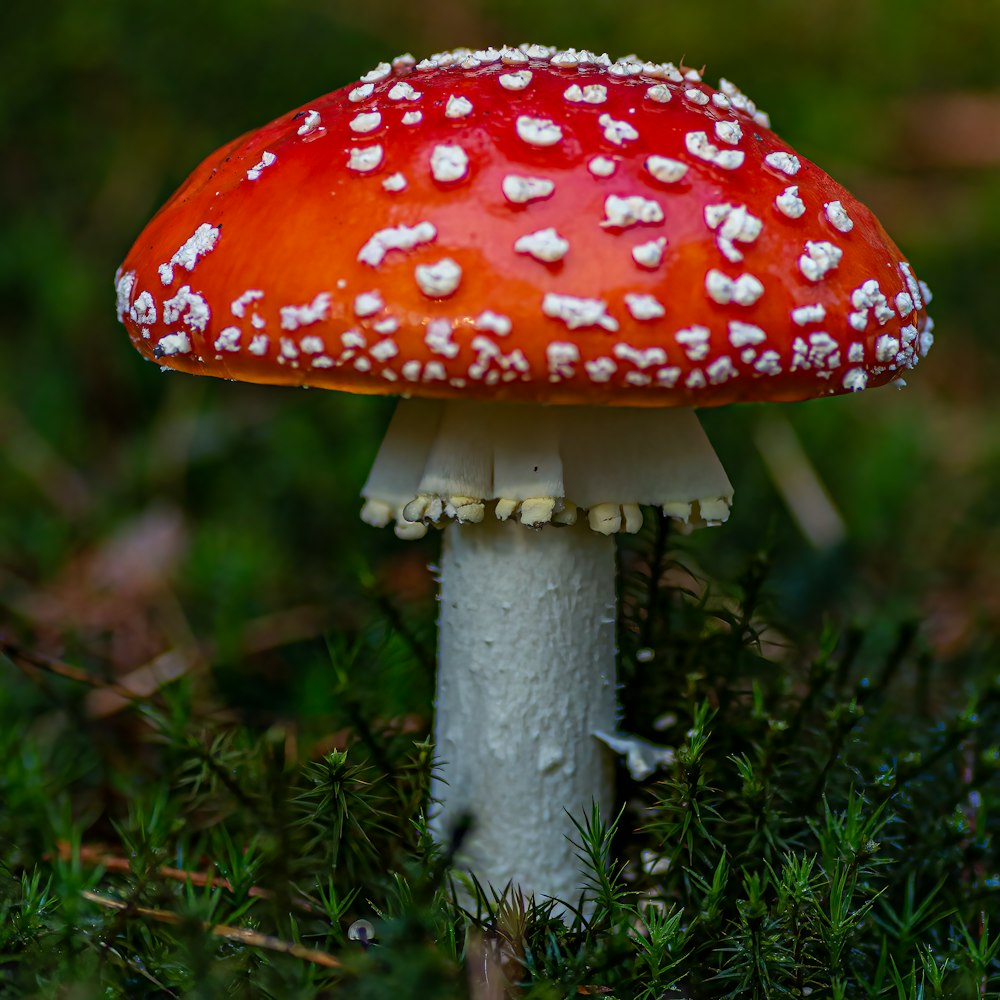 a red and white mushroom