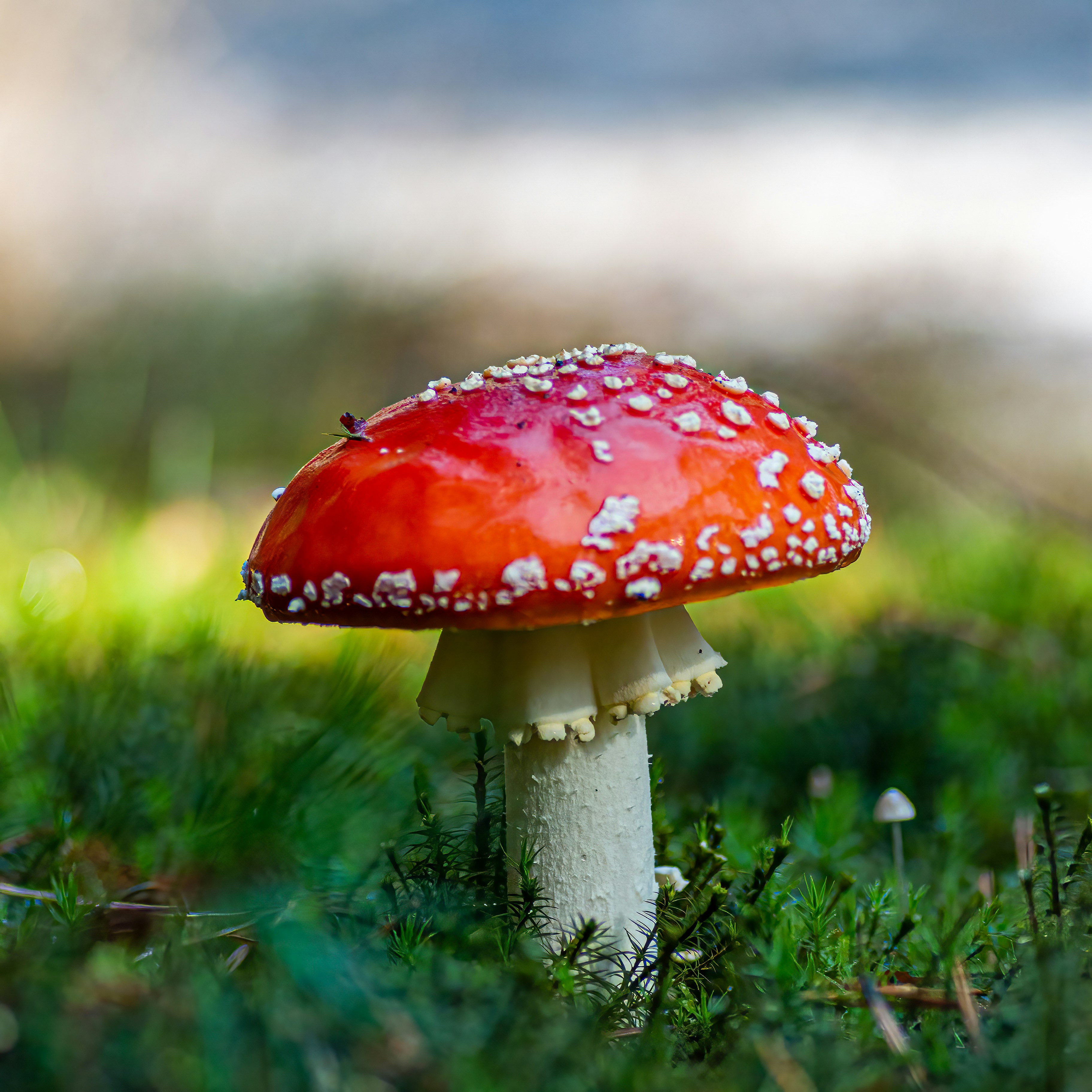 Photo by kennygoossen