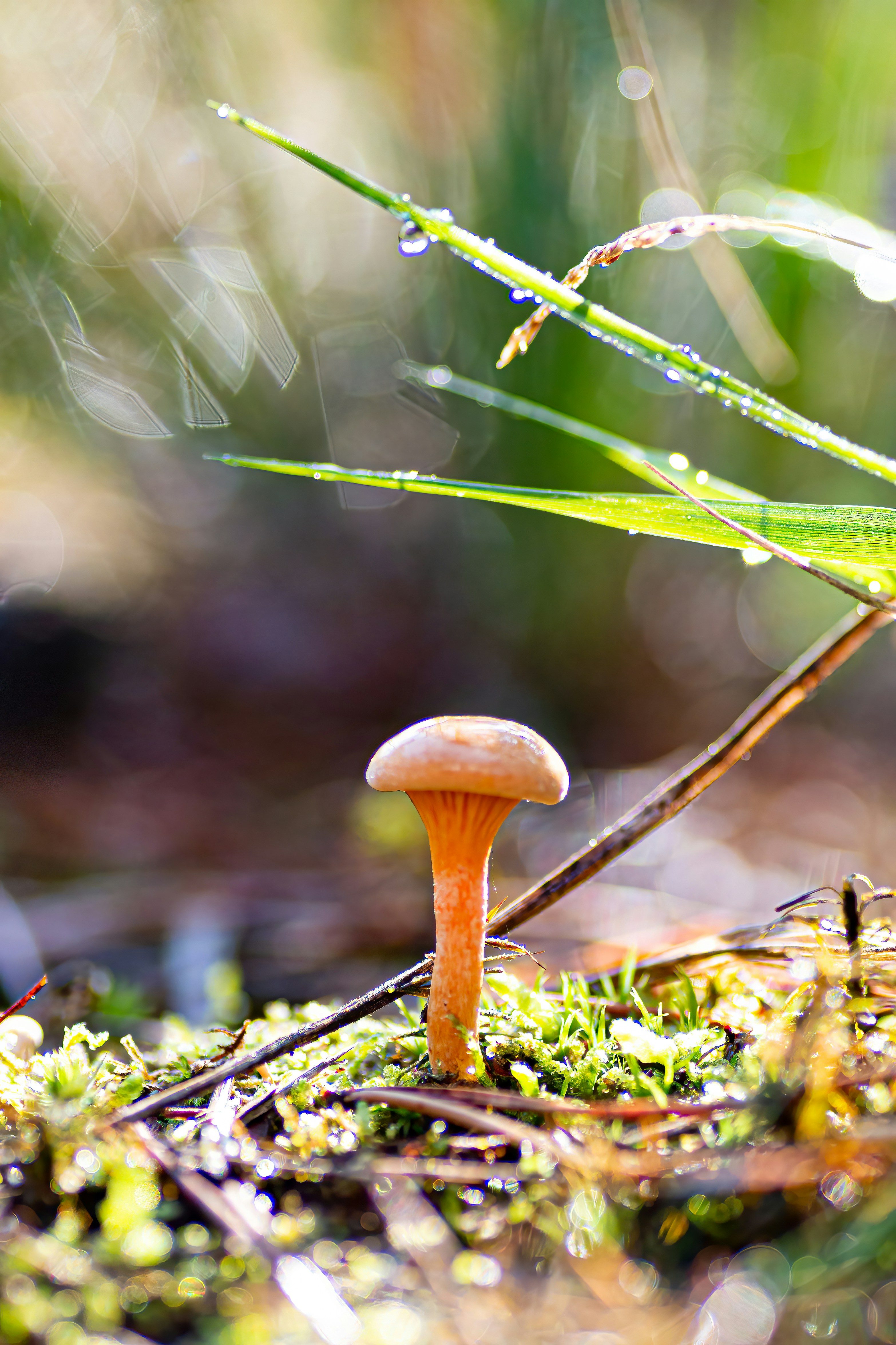 Photo by kennygoossen