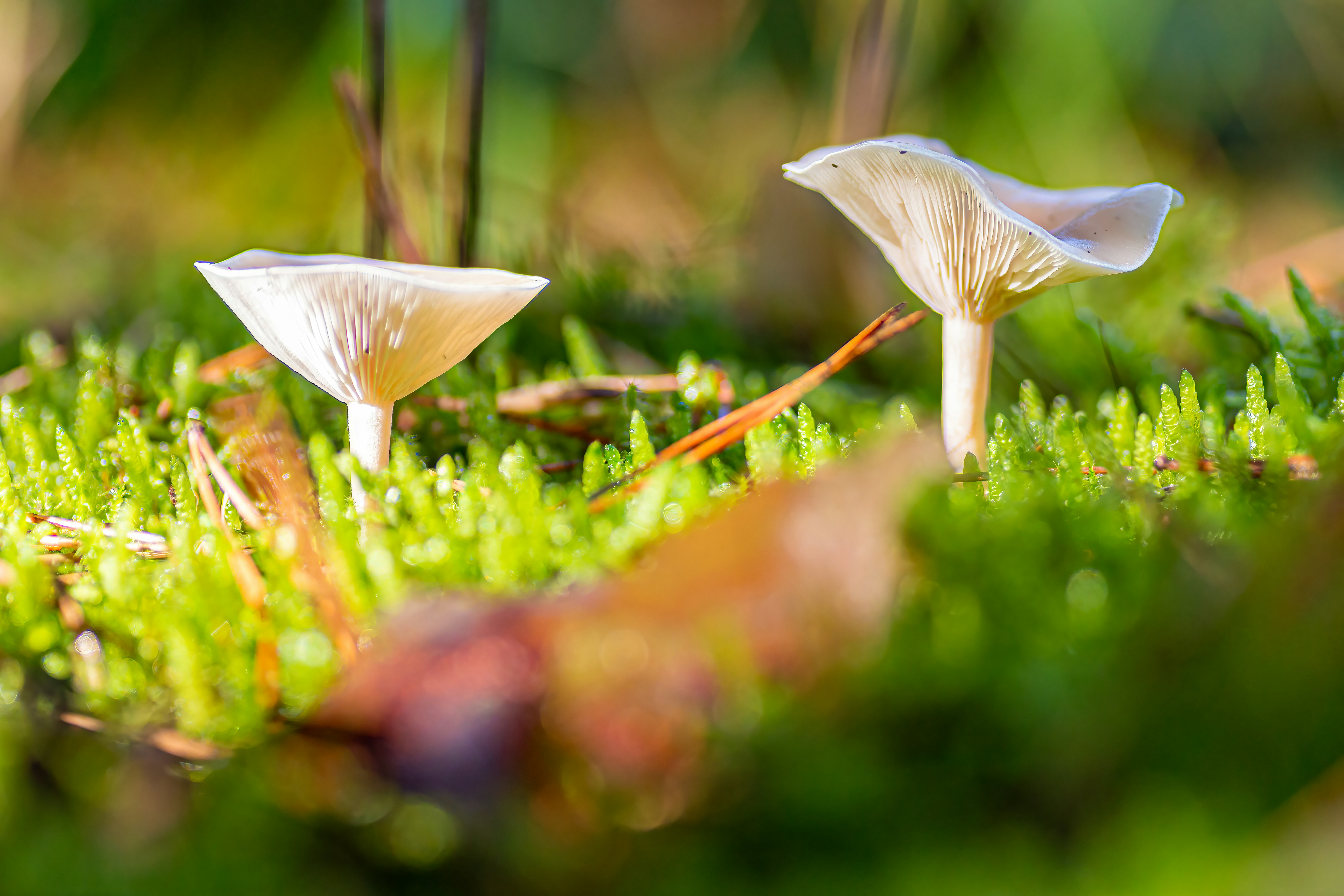 Photo by kennygoossen