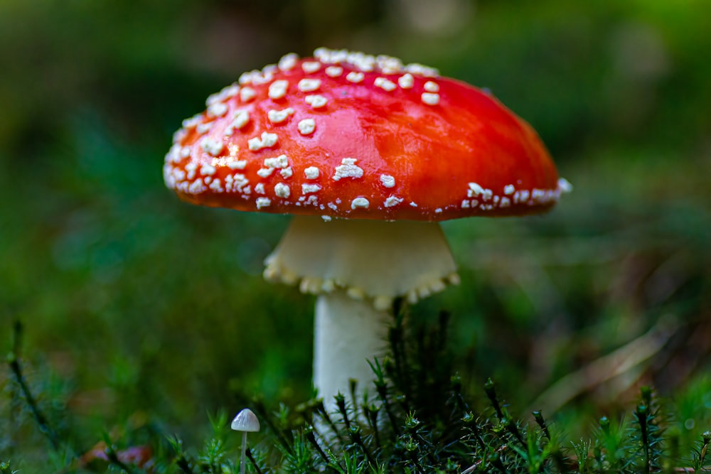 um cogumelo vermelho e branco