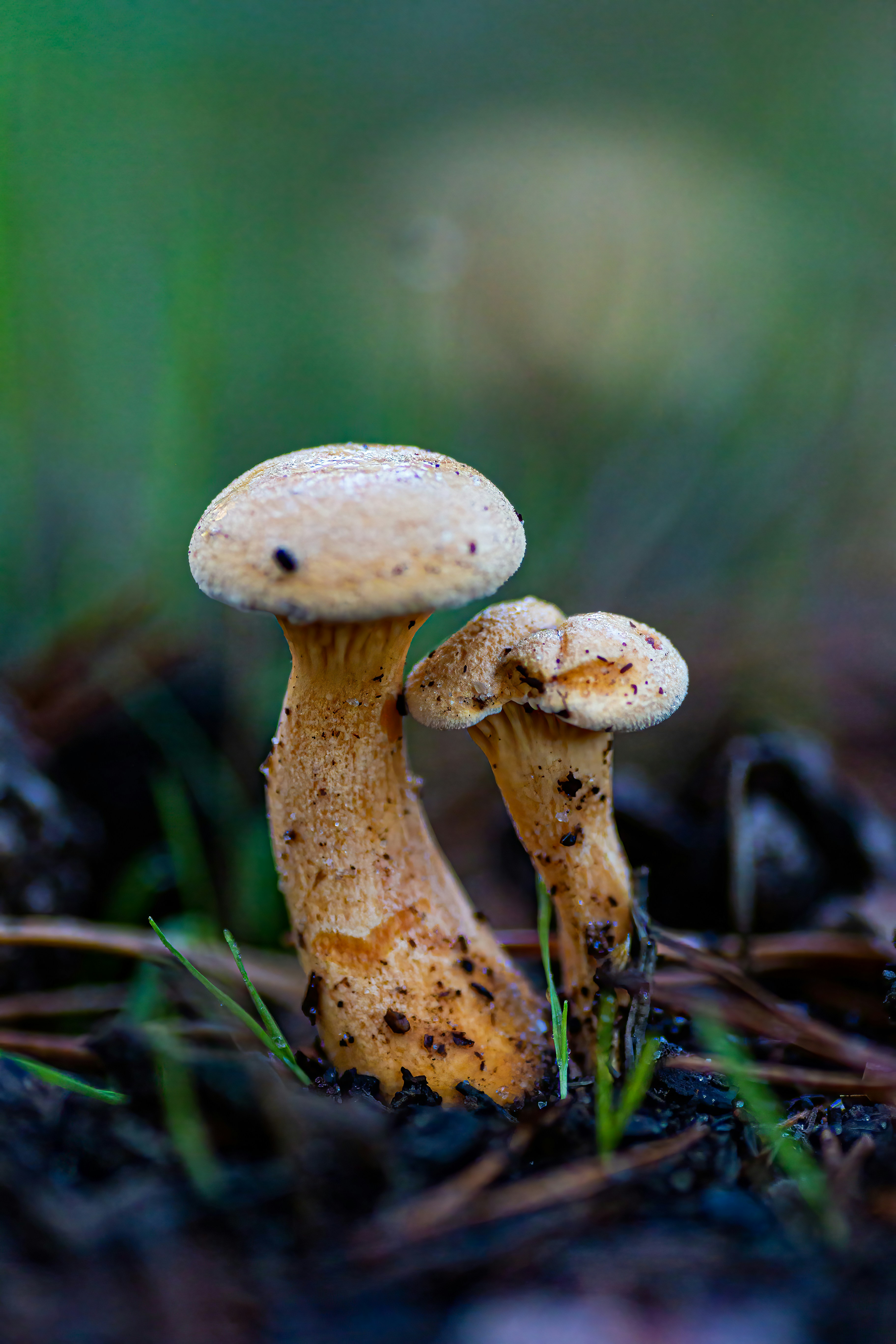 Photo by kennygoossen