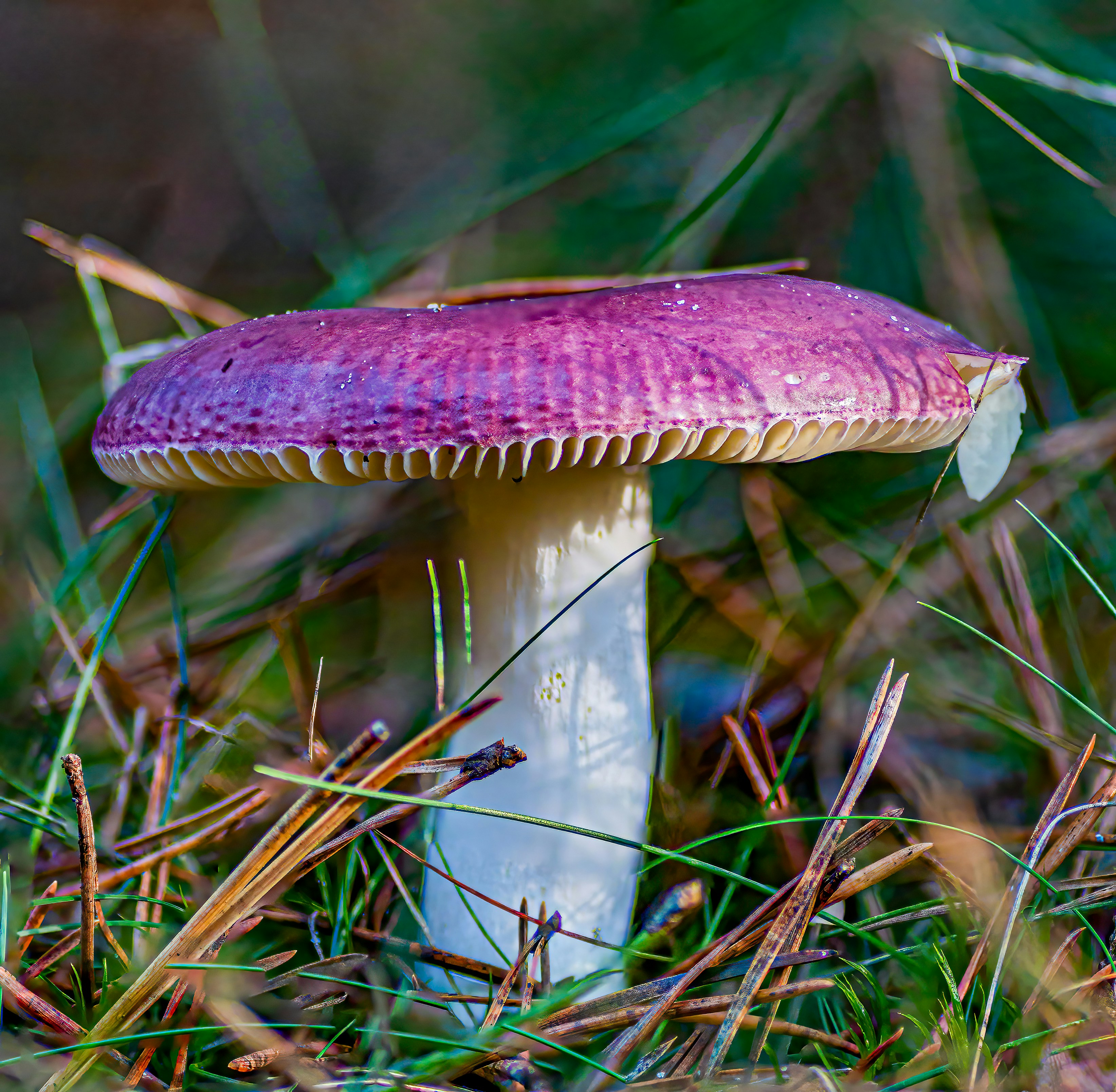 photo-1664627178325-843abf4a8f52?ixid=M3wxMjA3fDB8MXxzZWFyY2h8MTE0fHx3aGVyZSUyMHRvJTIwYnV5JTIwbW9yZWwlMjBtdXNocm9vbXN8ZW58MHx8fHwxNjk5ODYwNTg1fDA%5Cu0026ixlib=rb-4.0.3