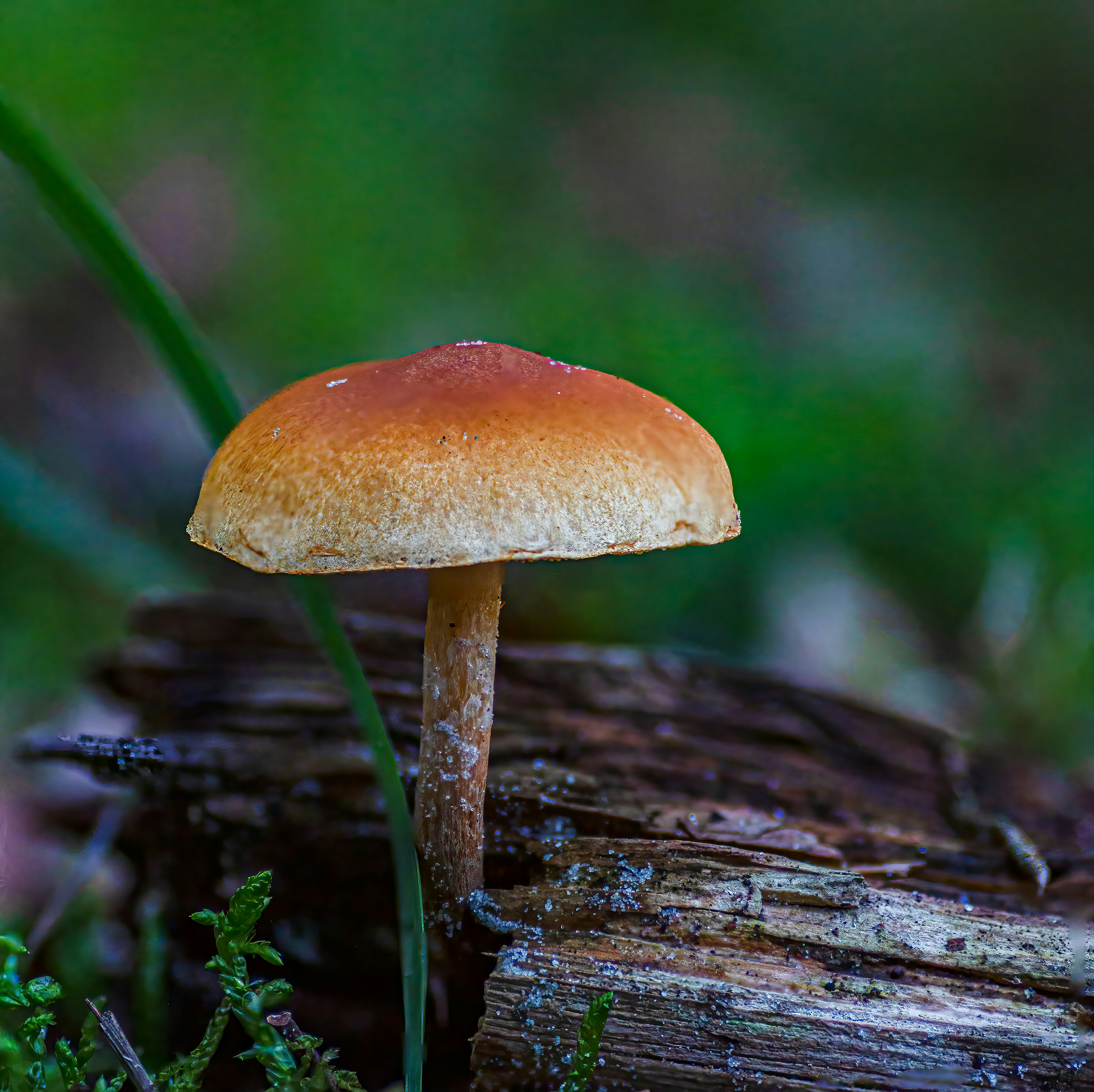 Photo by kennygoossen