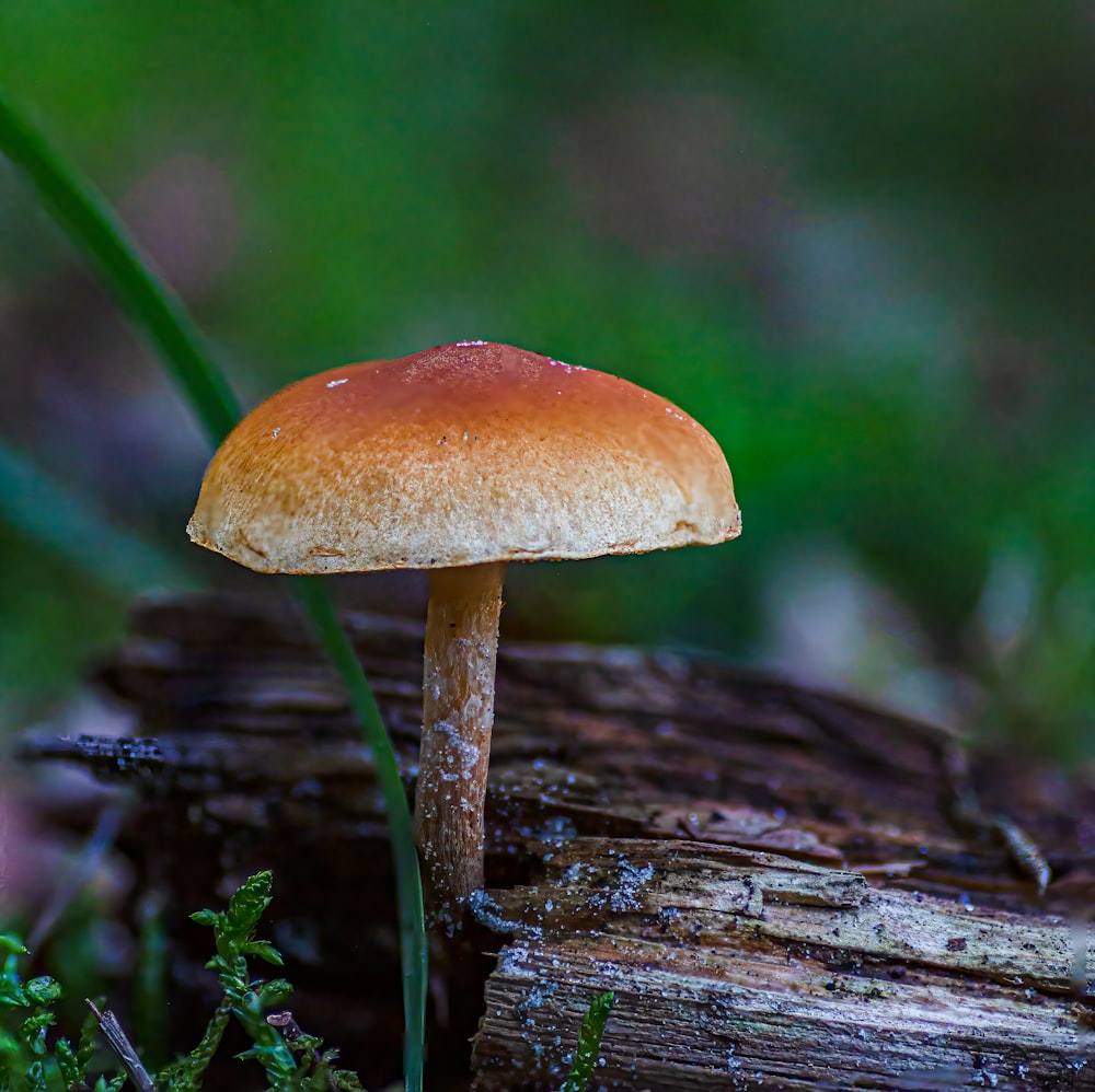 a mushroom growing out of a log