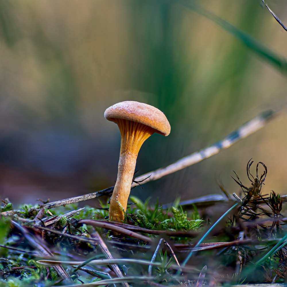 a mushroom growing out of moss