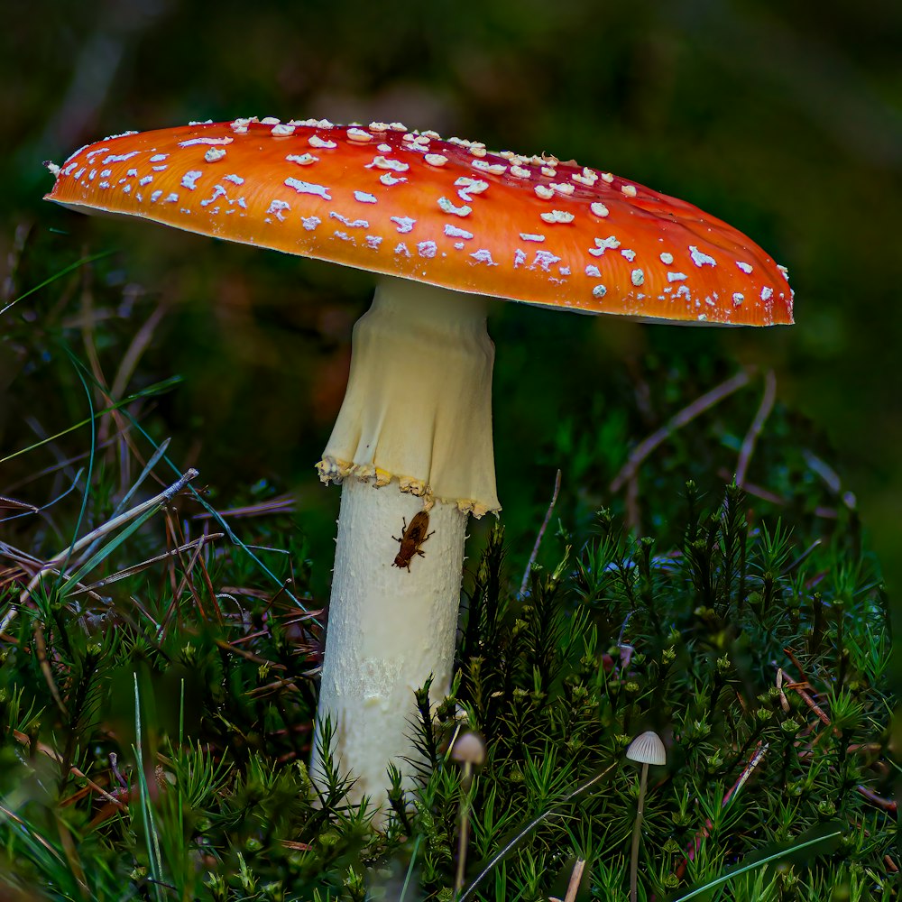 a mushroom with a red cap