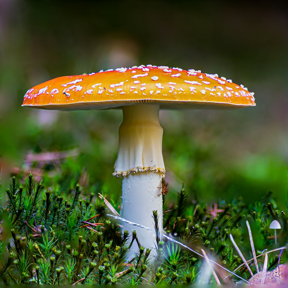 a mushroom with a yellow cap