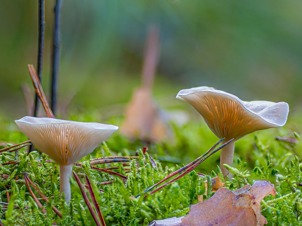 a group of mushrooms growing in the grass