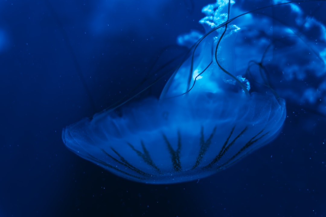 a jellyfish in the water,