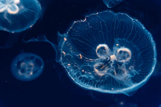 a group of jellyfish