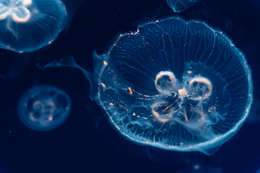 a group of jellyfish