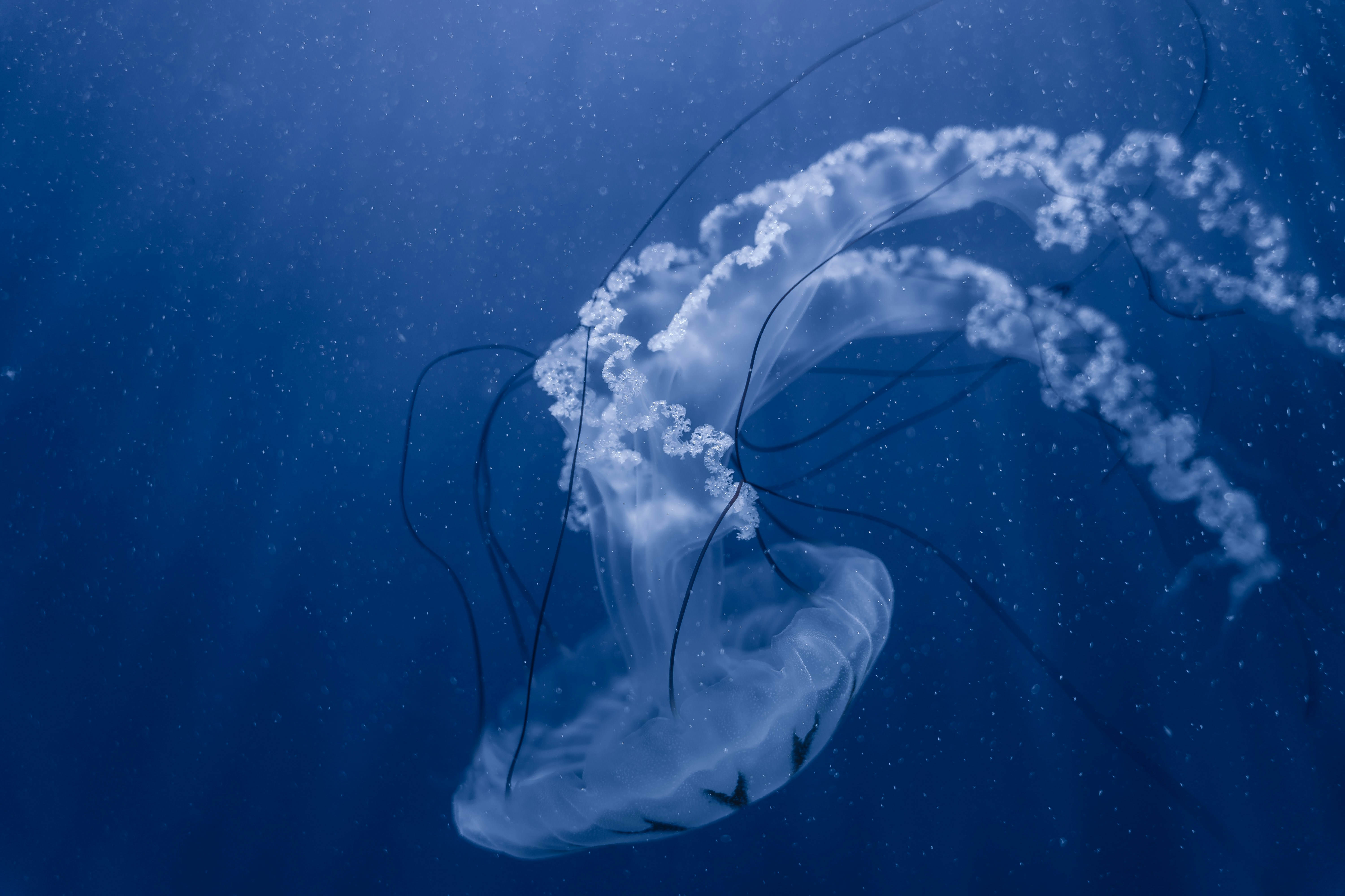 a jellyfish in the water, 