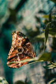 a butterfly on a leaf