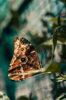 a butterfly on a leaf