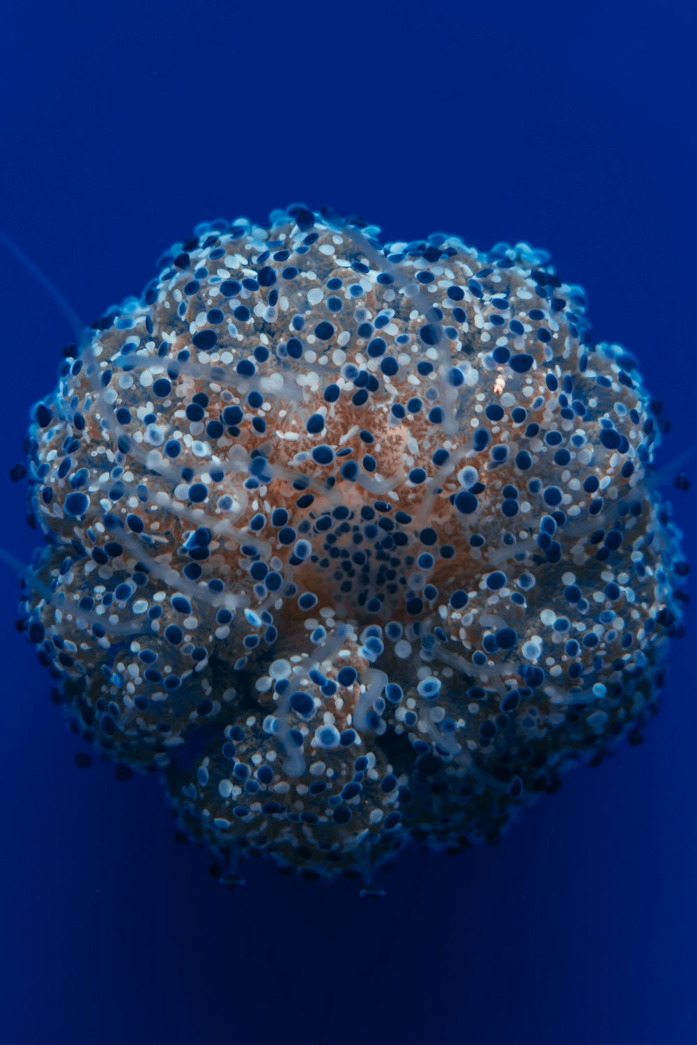 a close-up of a jellyfish