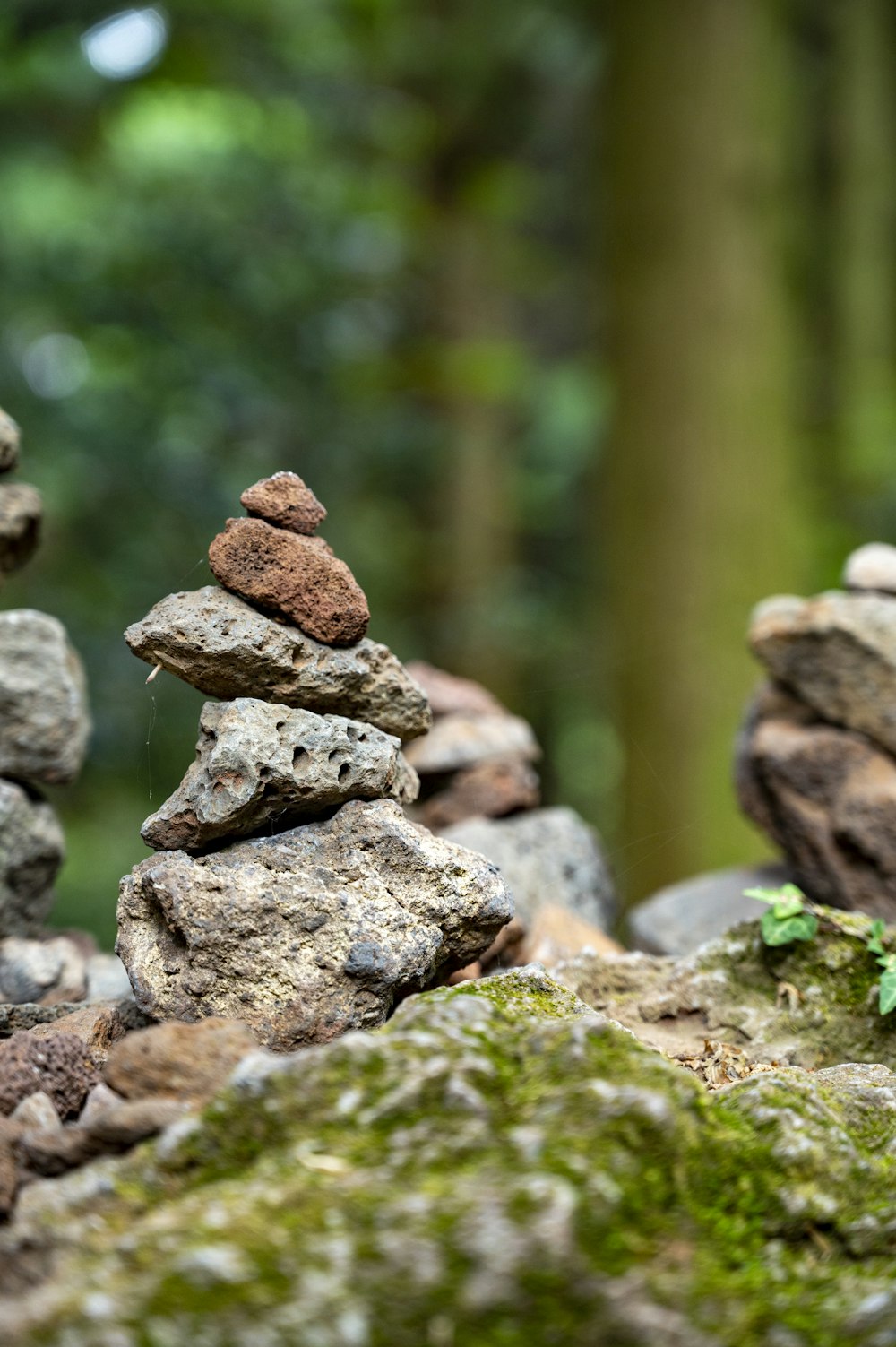 a group of mushrooms growing on a rock