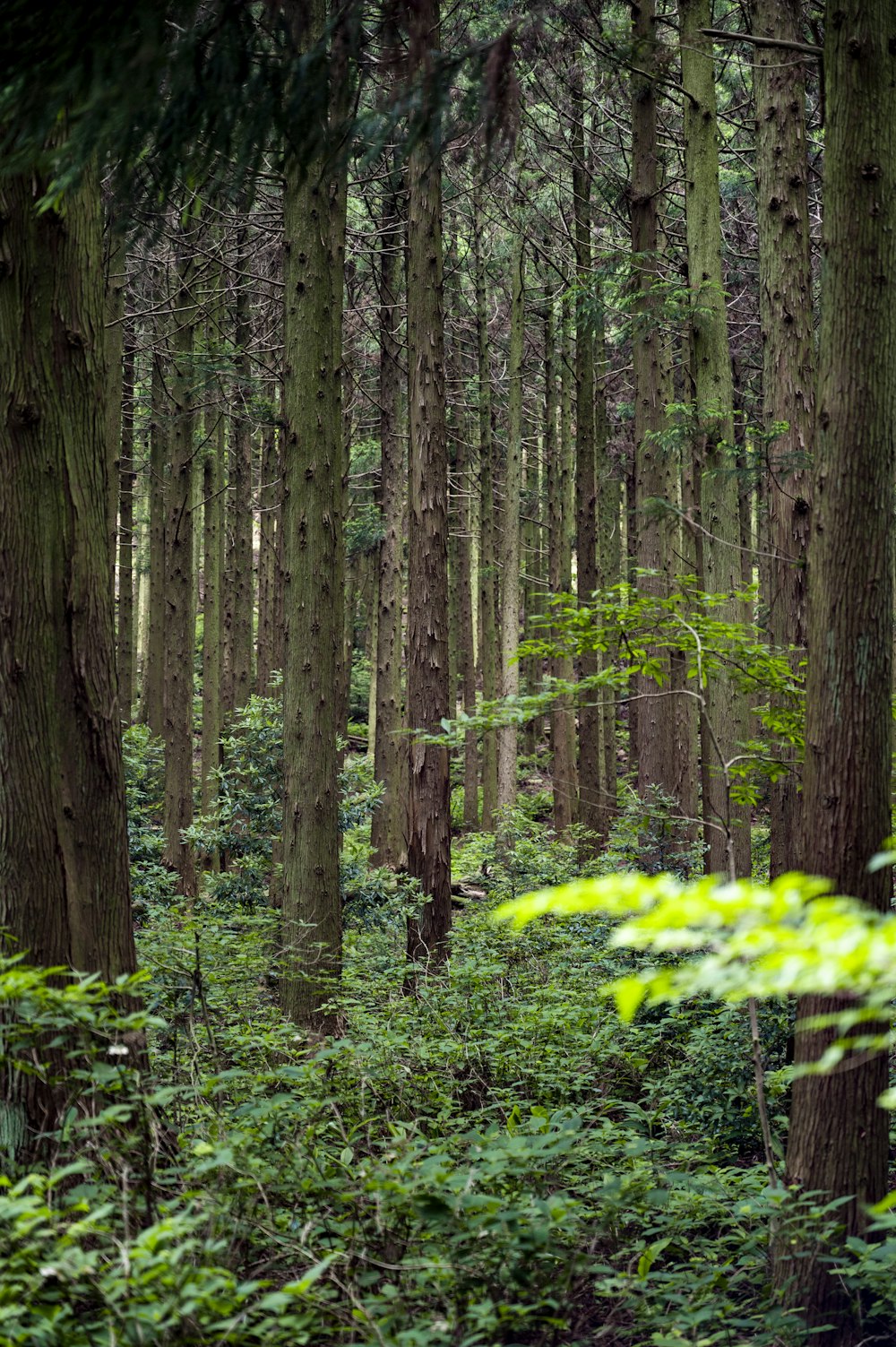 a forest of trees