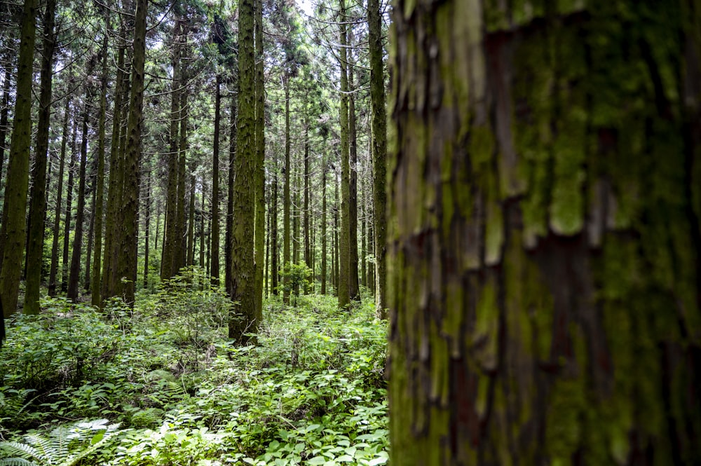 a forest with tall trees