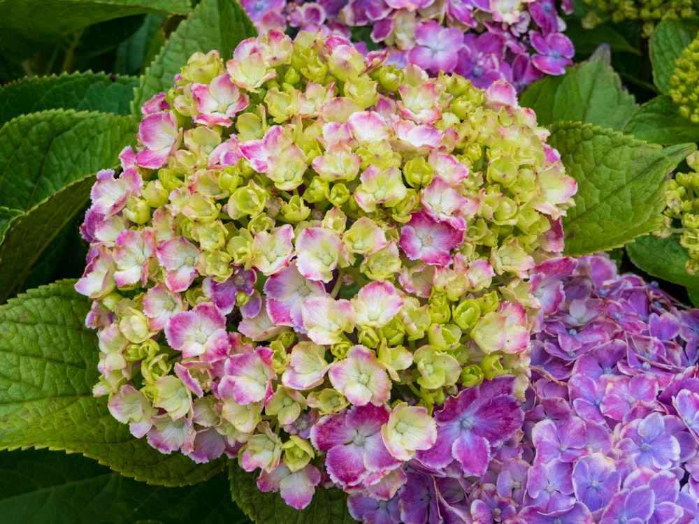 a group of flowers