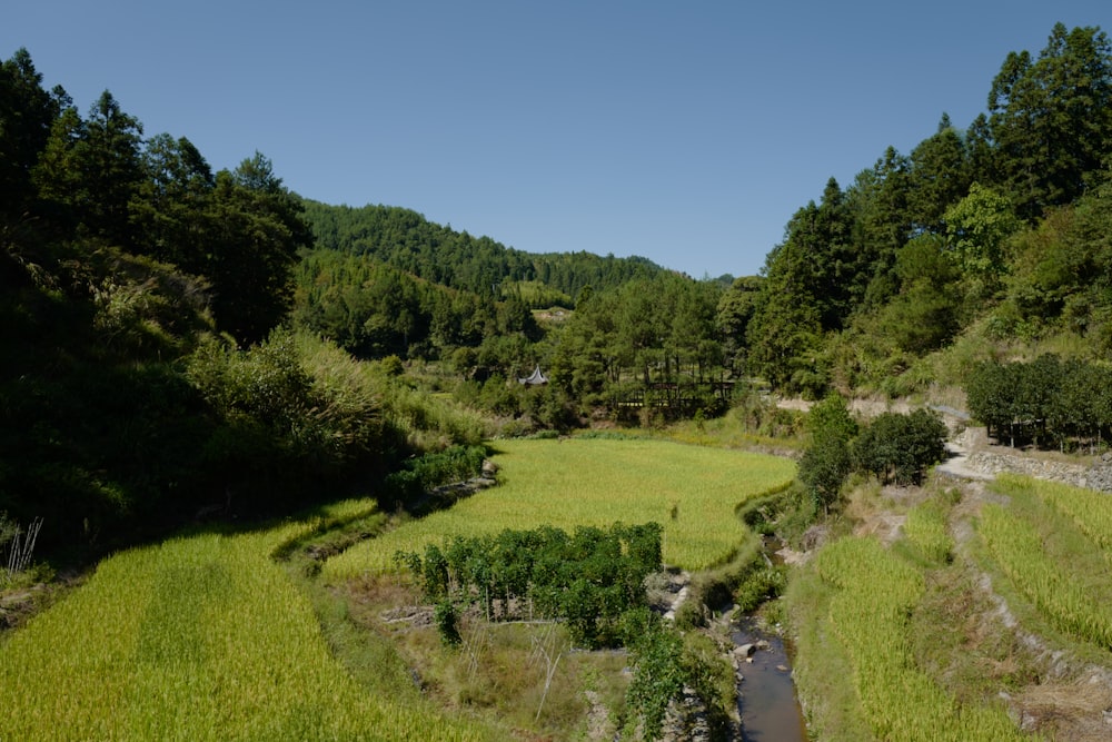 a small stream in a grassy area