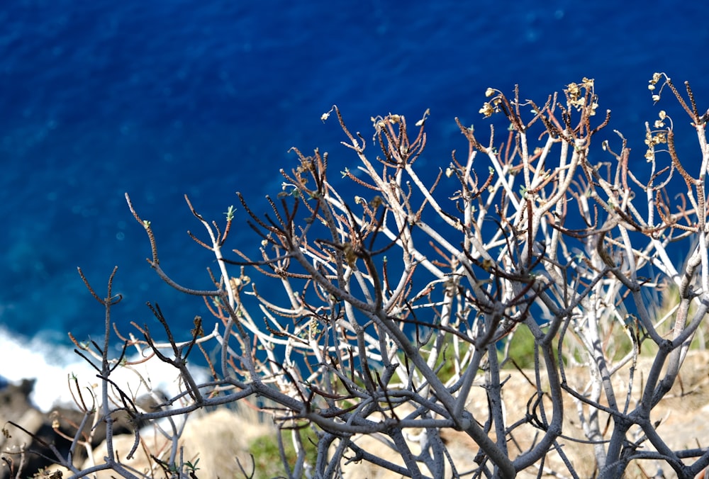 a tree with white flowers