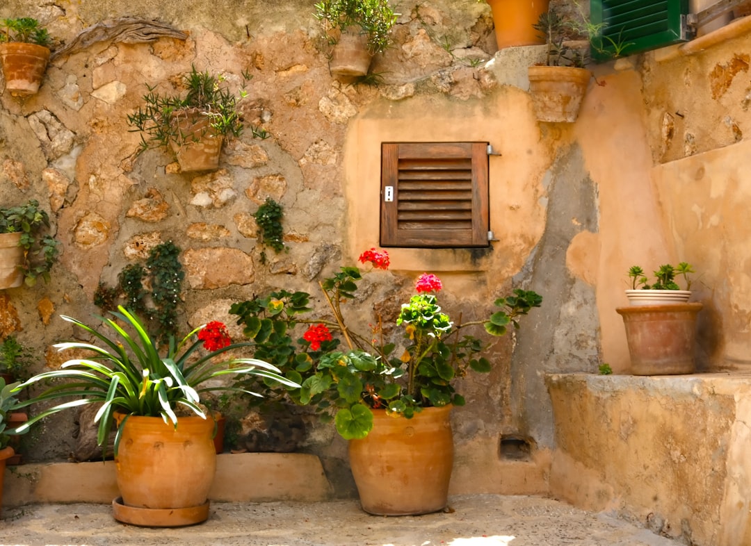 a group of potted plants outside a building,