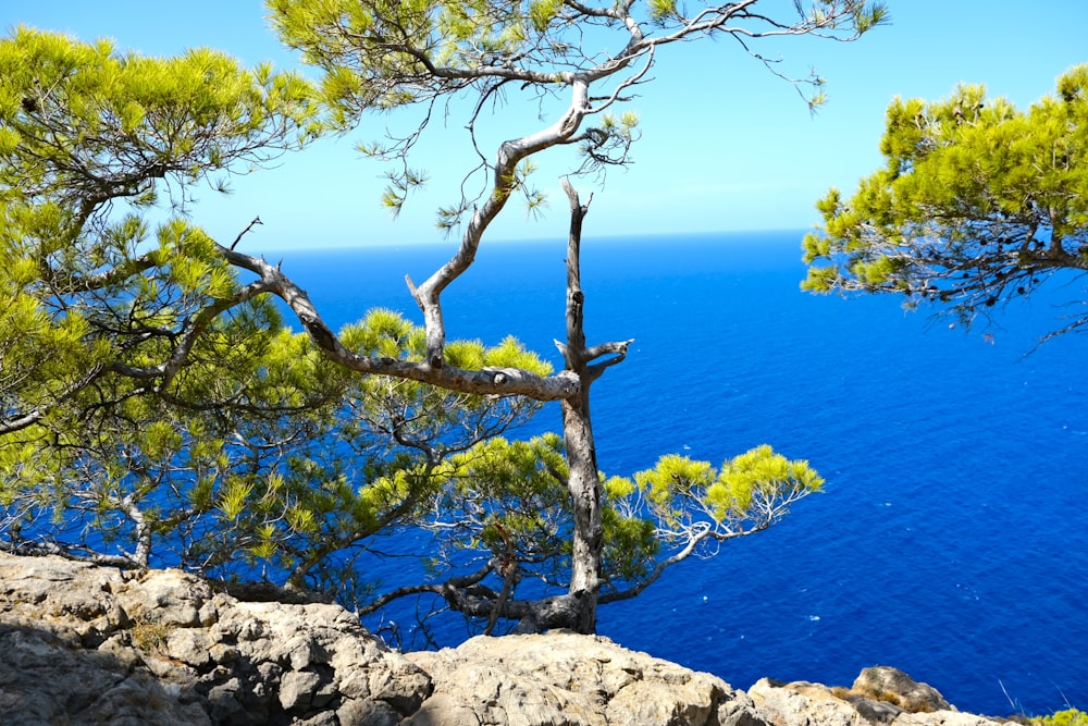 a tree on a rocky cliff overlooking the ocean