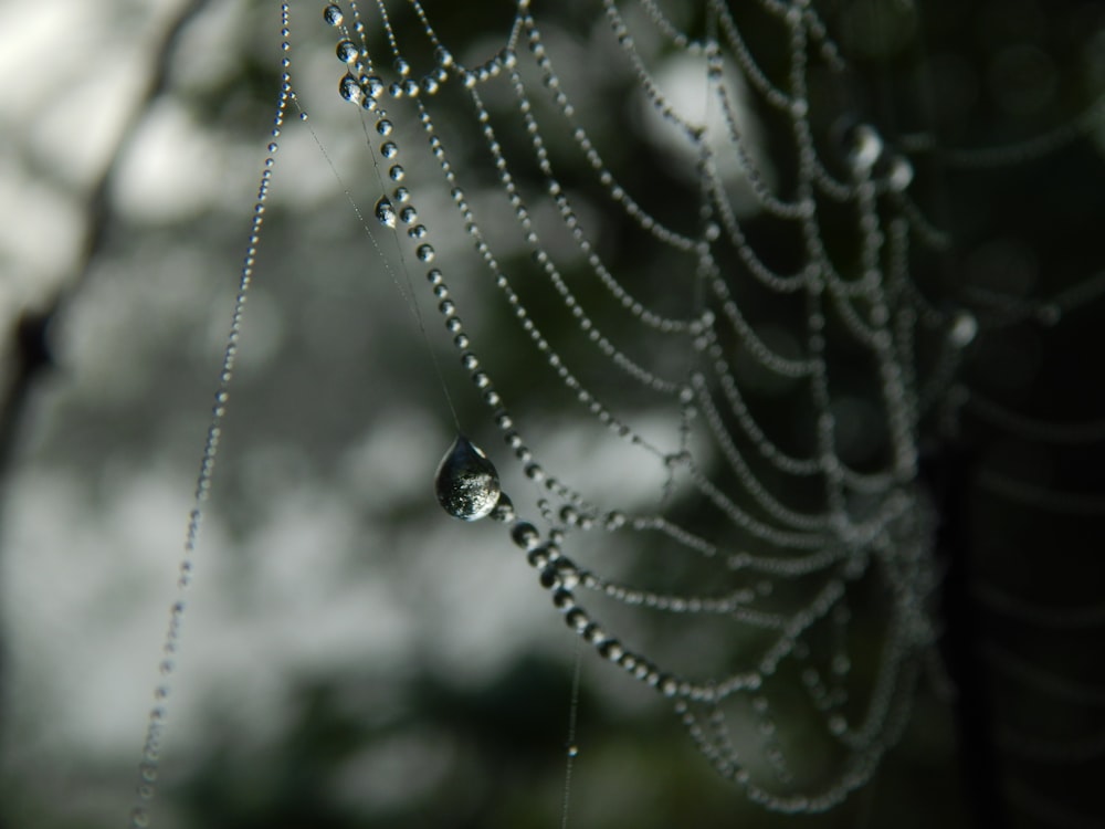 water droplets on a leaf