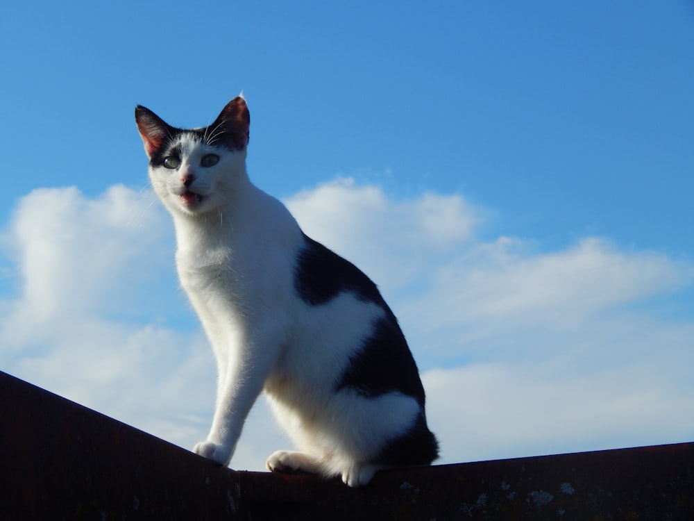 a cat sitting on a roof