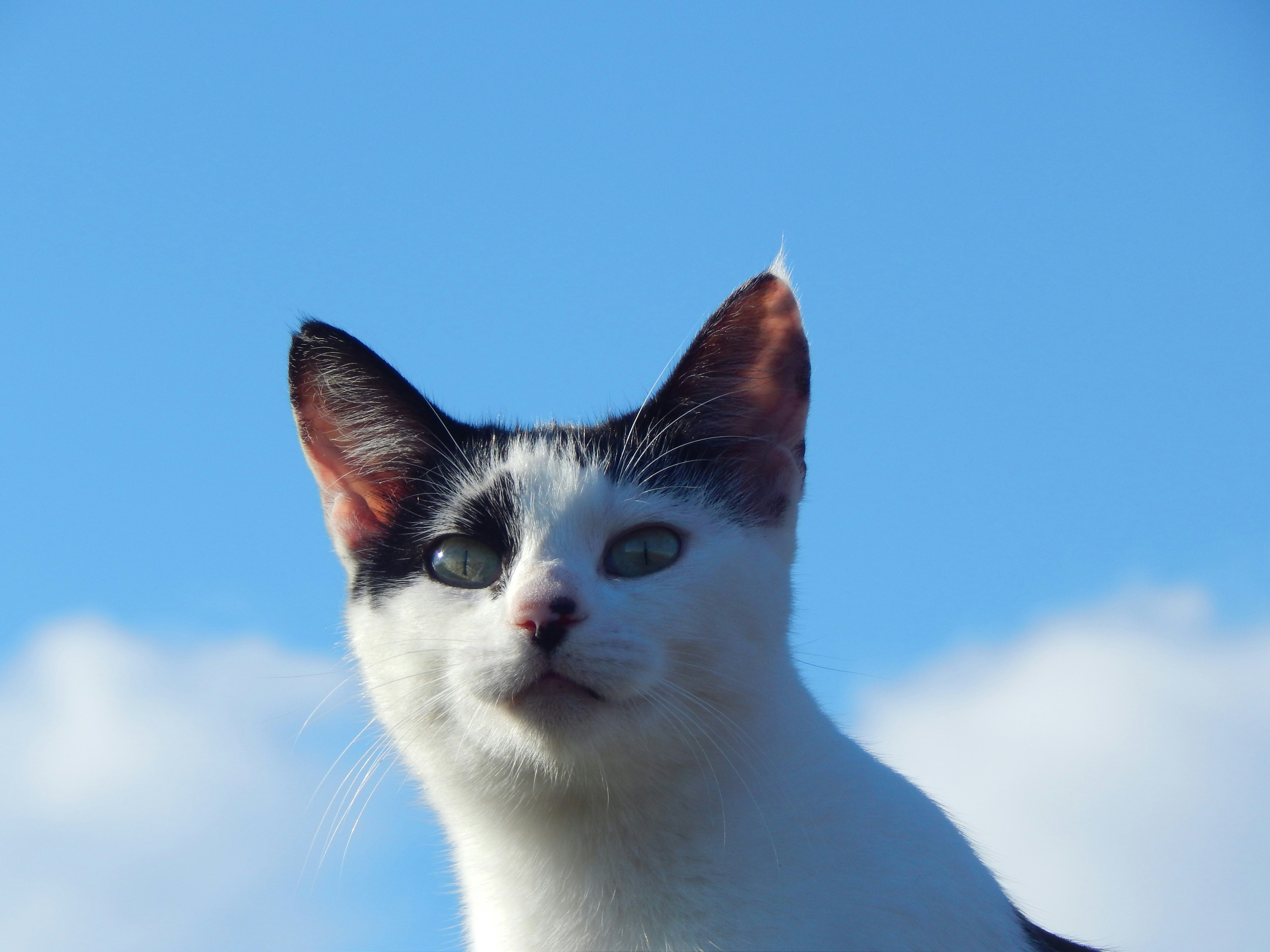 Cat Head Pressing: What It Means