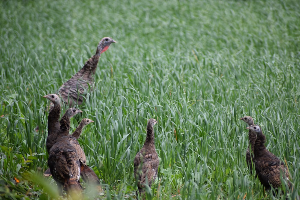 a group of turkeys in a grassy field