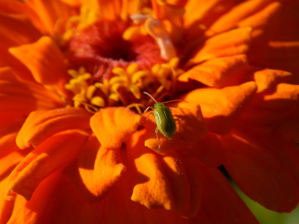 a bug on a flower