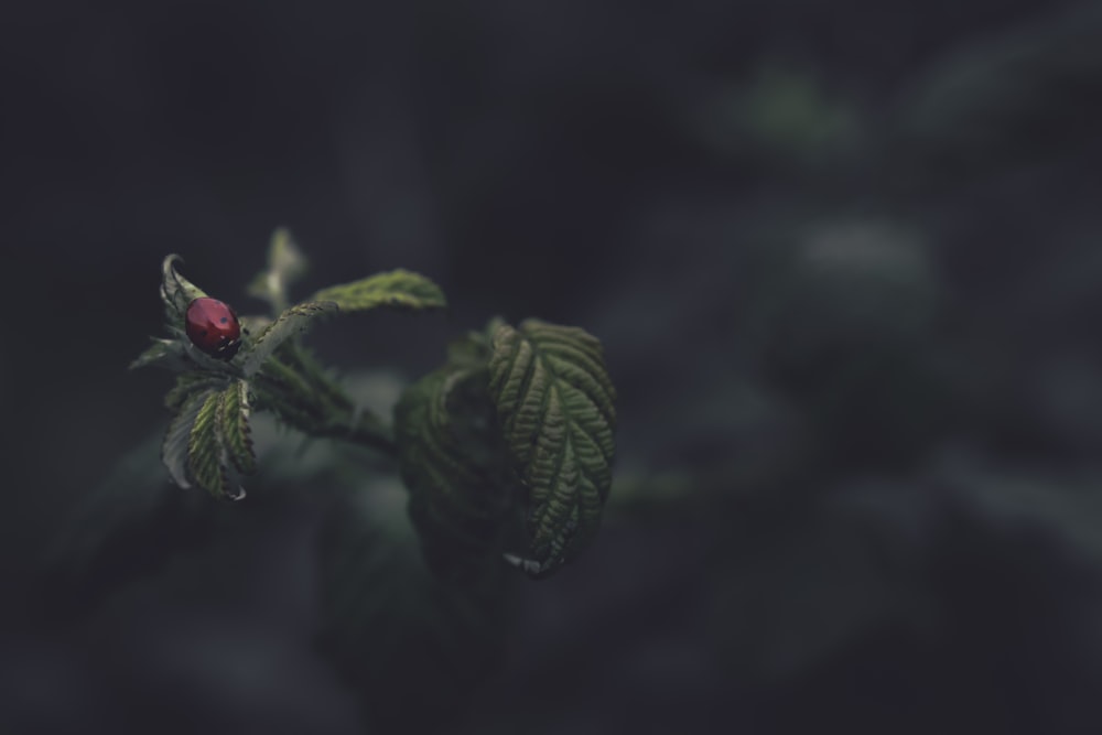 a close-up of a leaf