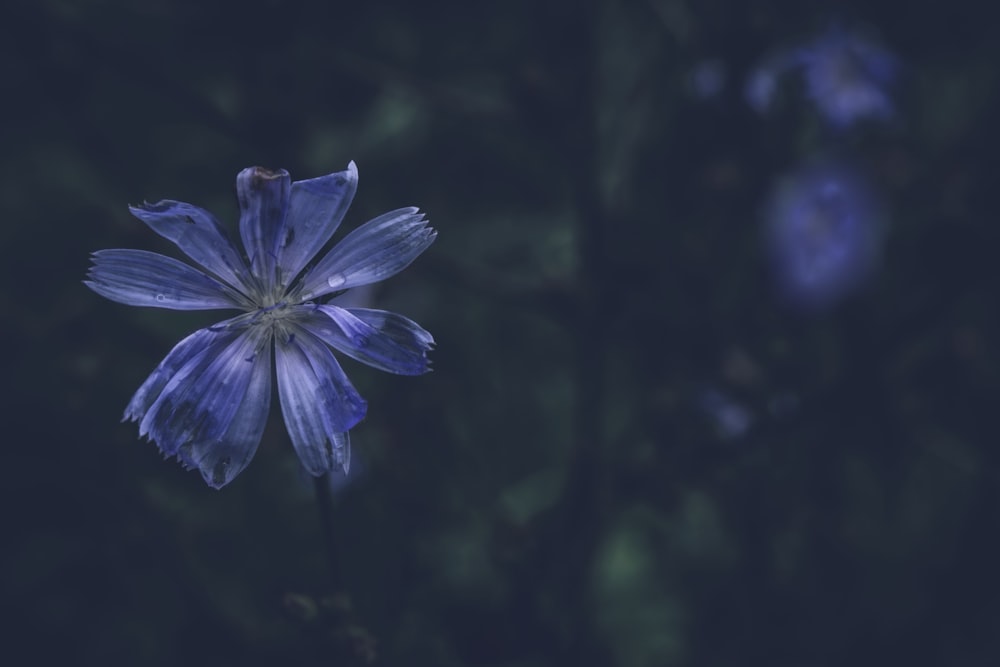 a close up of a flower