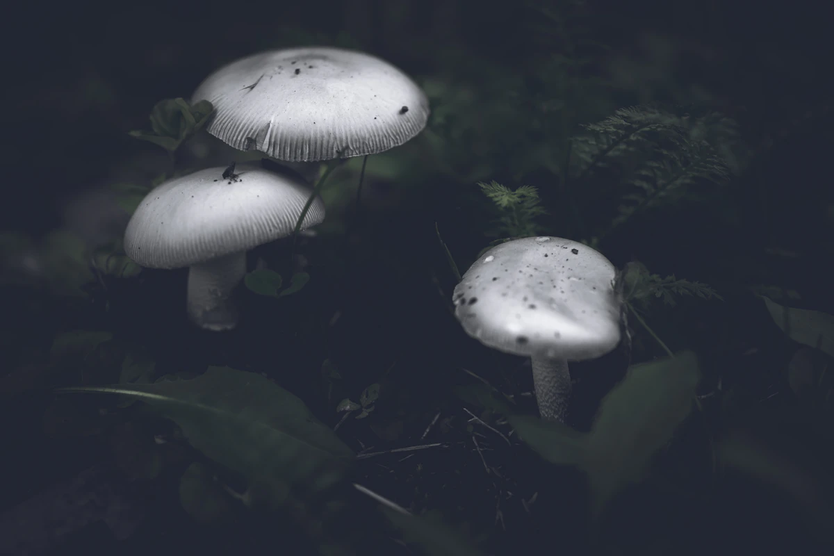 Bosque con luz natural