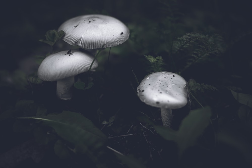 a group of mushrooms growing in the forest