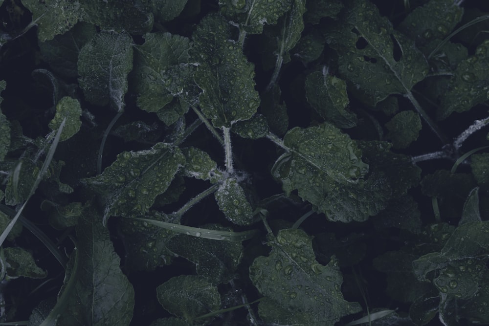 a close-up of some plants