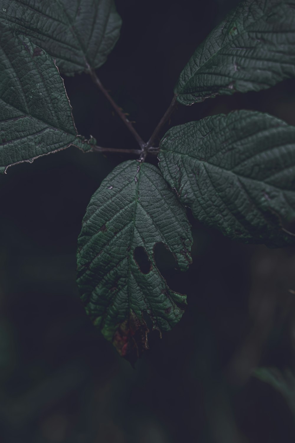 a close-up of a leaf