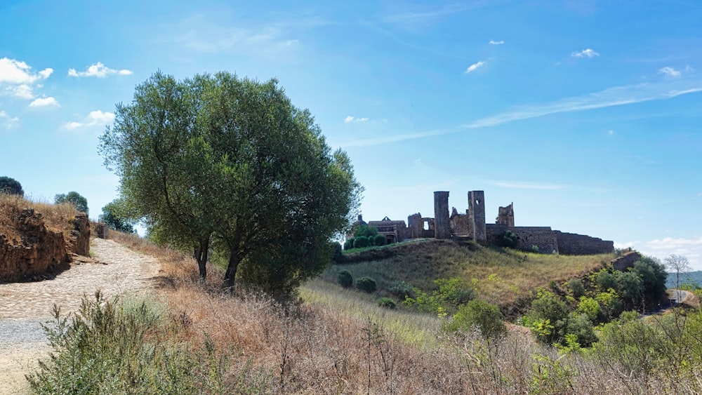 Un arbre sur une colline