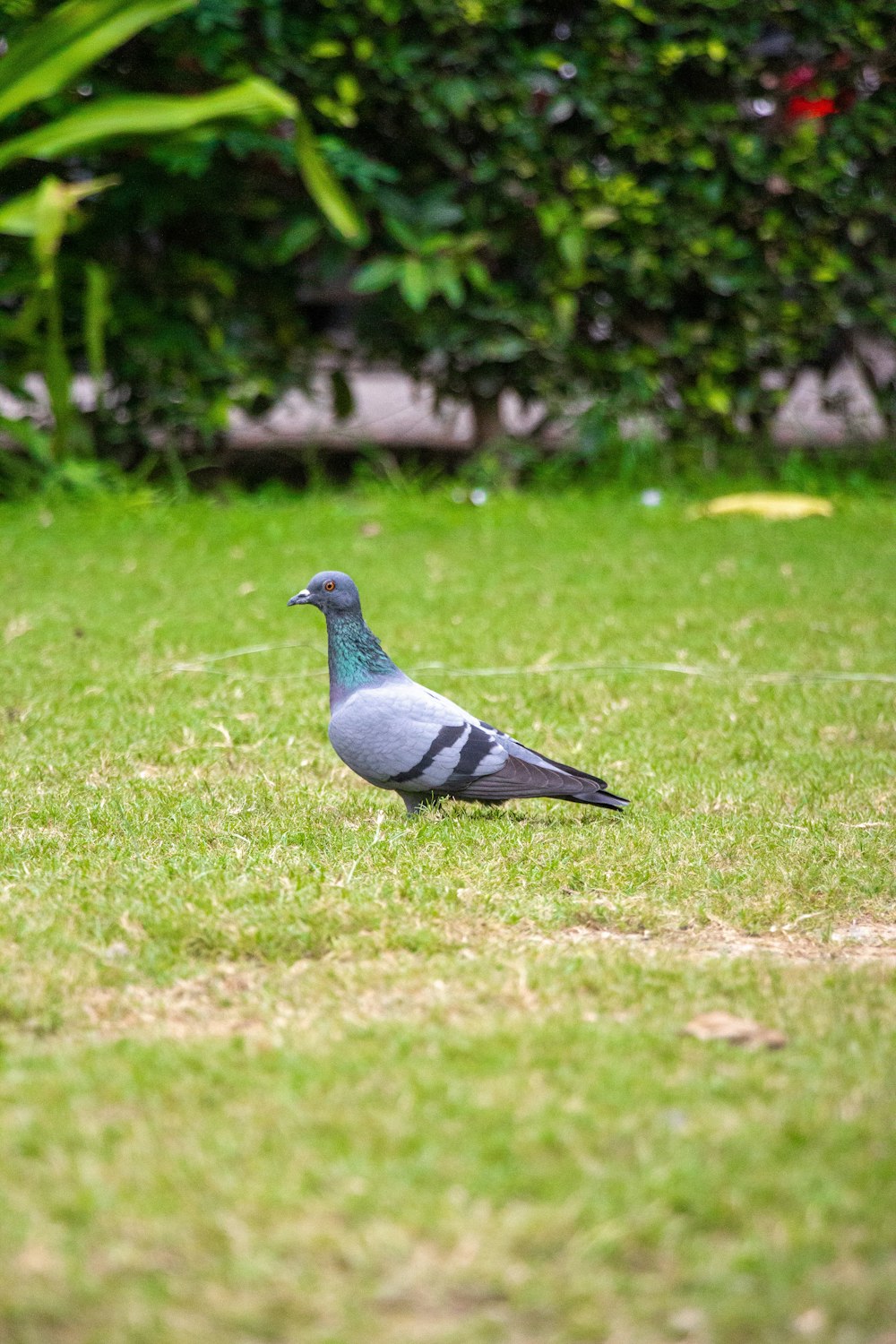 a bird standing on grass