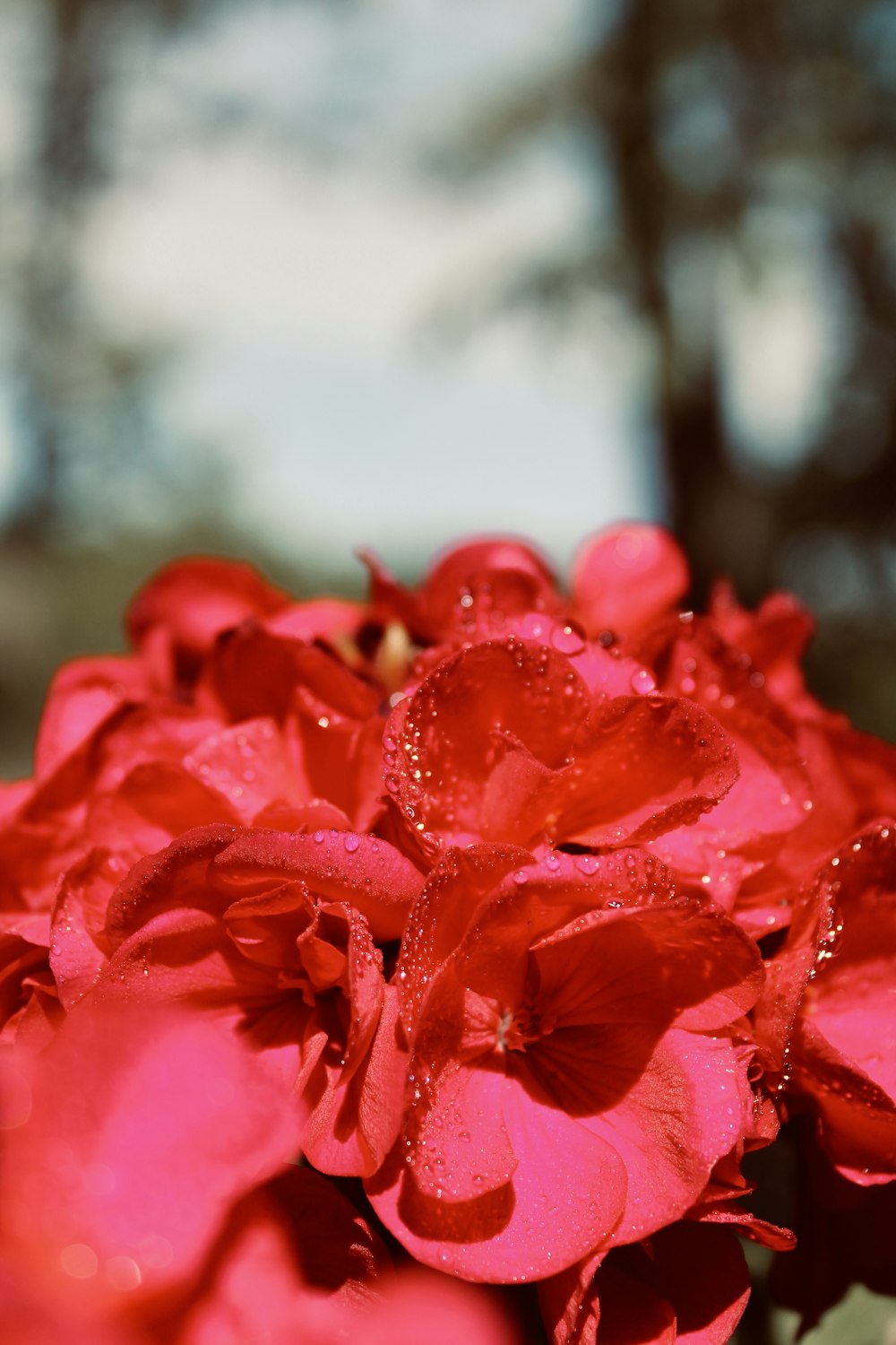 a close up of a flower