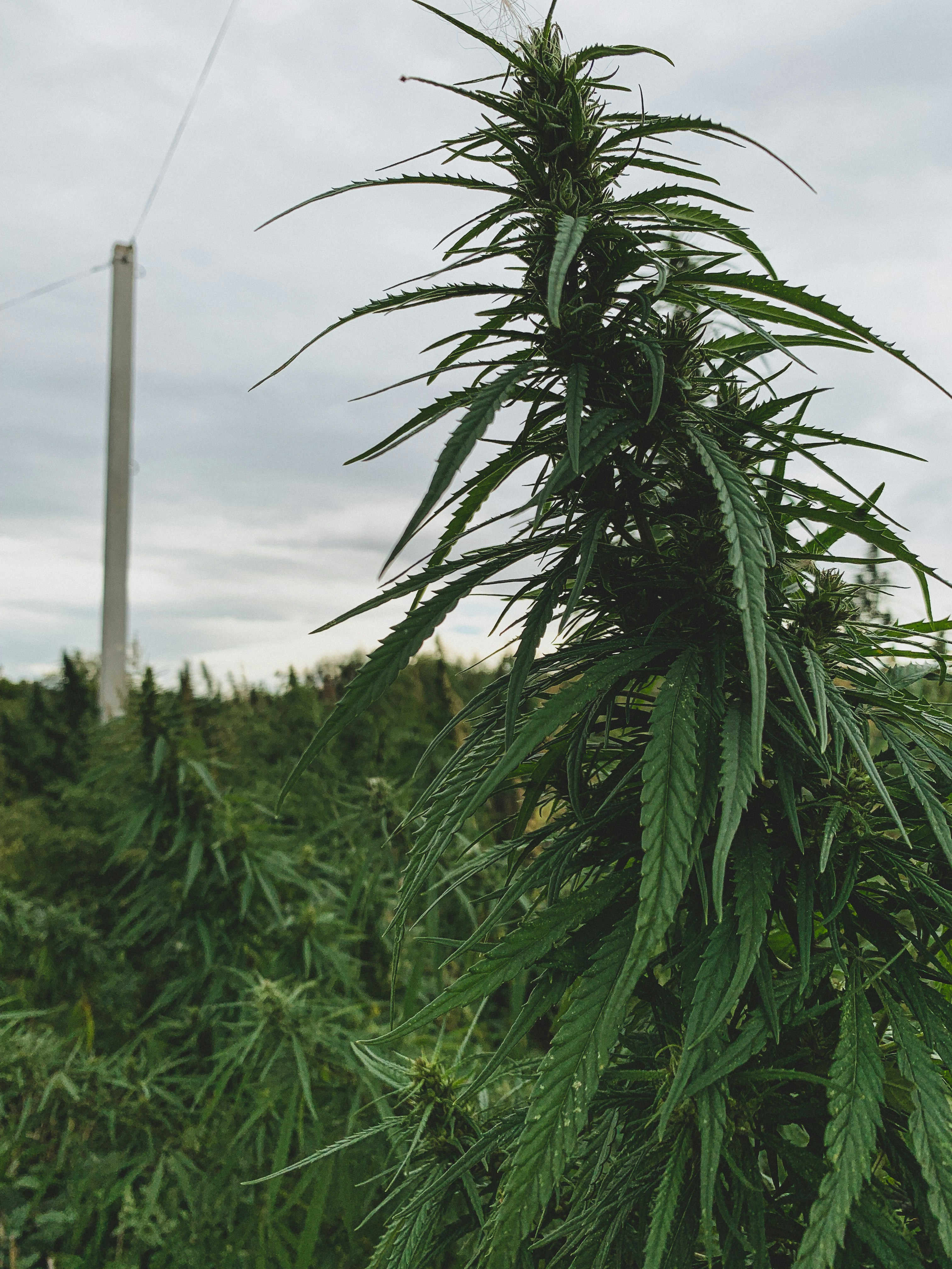 a close-up of a plant