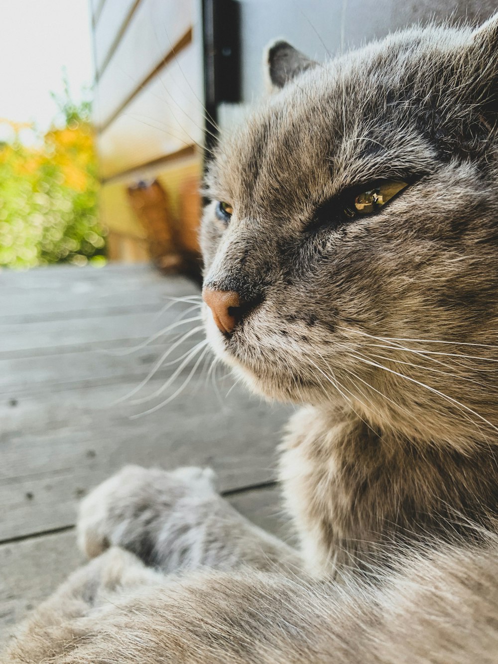 a cat sitting on a wood surface