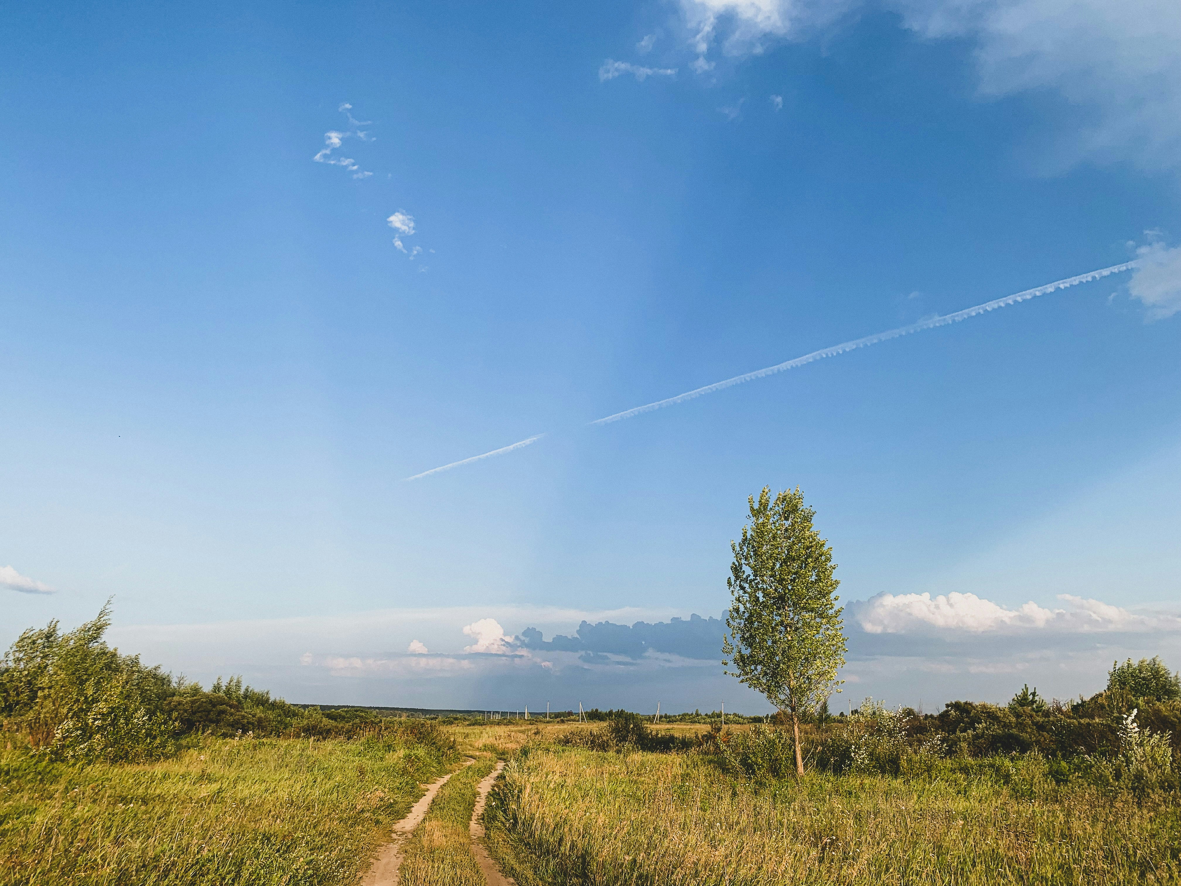 a dirt road with trees and grass on either side of it