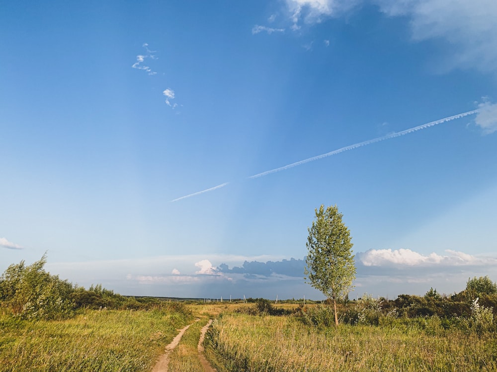 a dirt road with trees and grass on either side of it