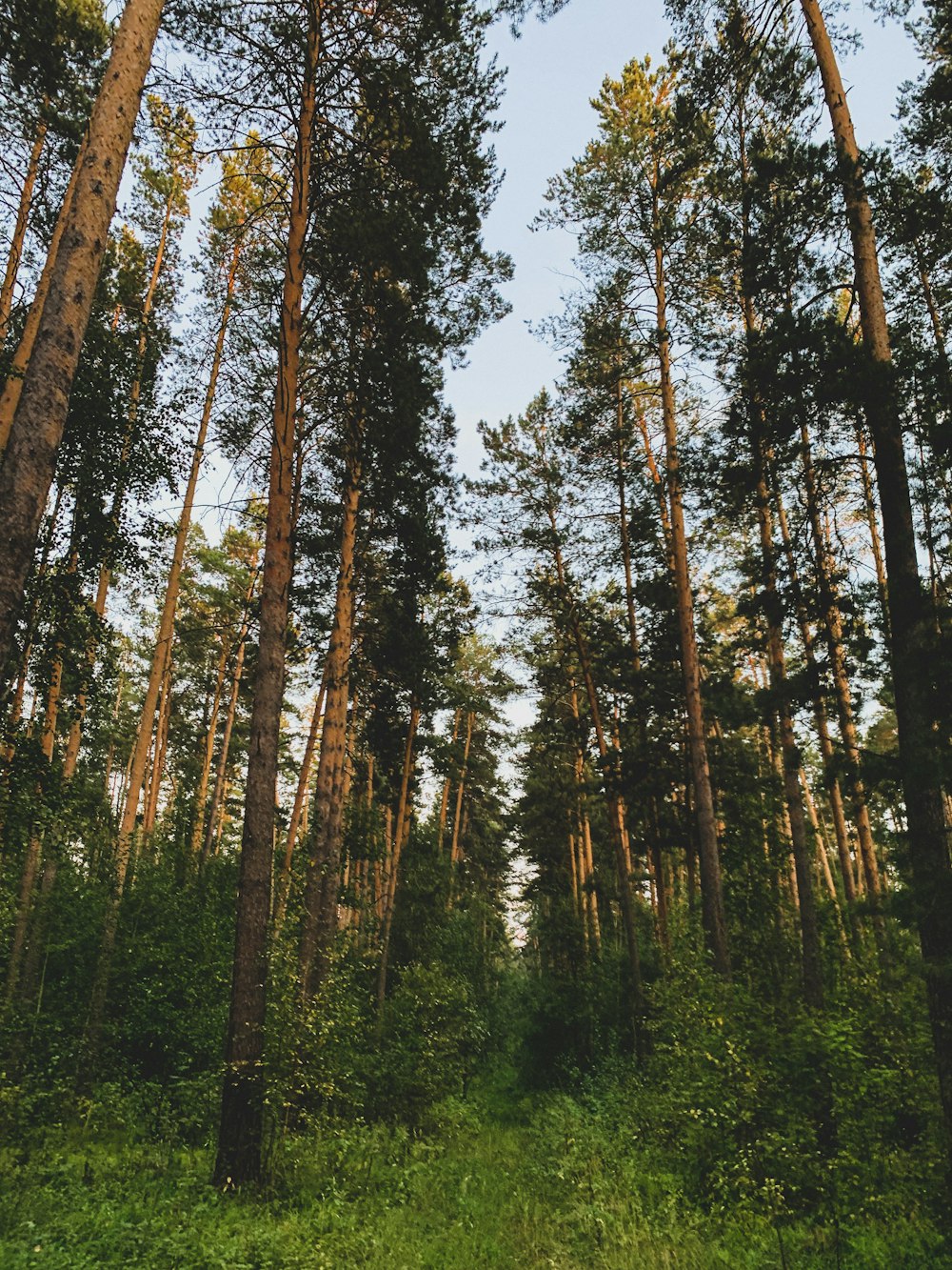 tall trees in a forest