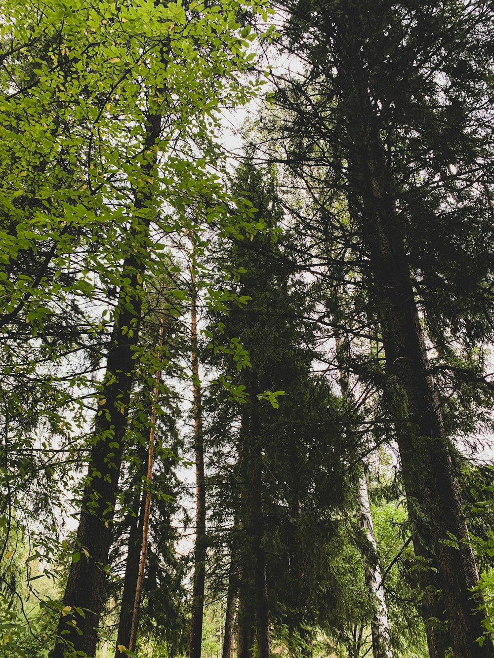 a forest of trees