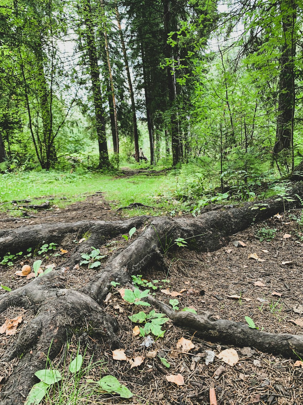 a forest with trees and grass