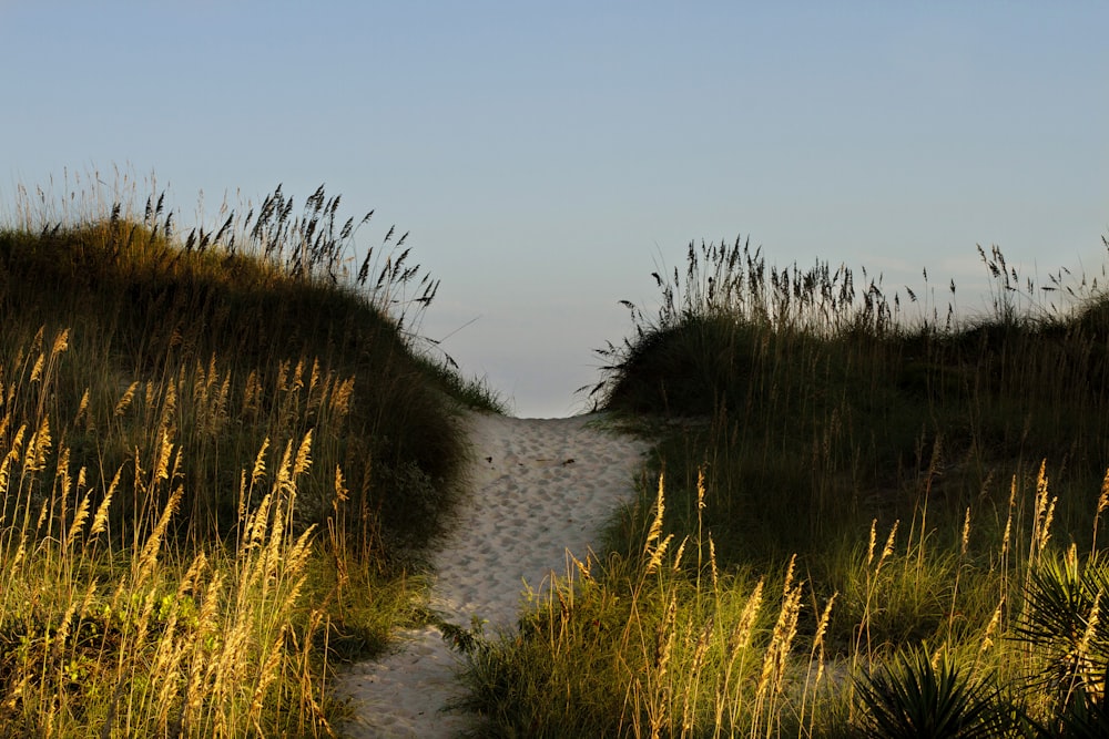 a river with tall grass on either side of it